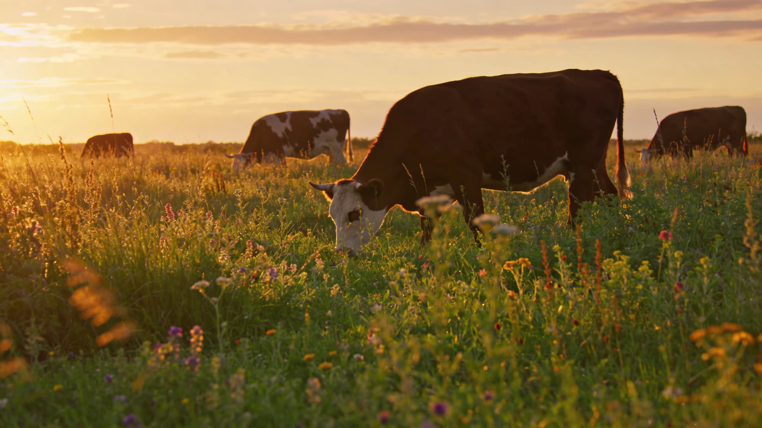 Image 2: Cattle grazing on a lush, diverse pasture with tall grasses and wildflowers under a sunset sky, representing the harmony of regenerative agriculture.